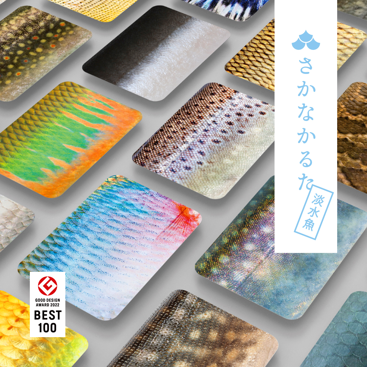 さかなかるた淡水魚版